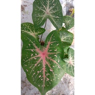 🌱✨ READY STOCK Pokok Keladi // RED FLASH CALADIUM