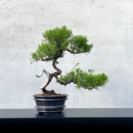 小品盆栽-台灣真柏 盆景 送禮