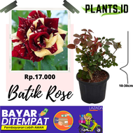 [ Promo Beli 1 Gratis 1 Tanaman ]  TANAMAN HIAS BUNGA MAWAR HIDUP ASLI TANAMAN HIAS BUNGA ROSE BUNGA MAWAR ASLI BUNGA ROSE ASLI POHON BUNGA MAWAR BIBIT BUNGA MAWAR ROSE MAWAR BUNGA CANTIK BIBIT SUPER TANAMAN HIAS TANAMAN HIDUP KUALITAS TERBAIK PROMOCOD