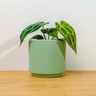 水晶花燭綠陶盆 桌上盆栽 室內植物 開幕送禮 喬遷禮物