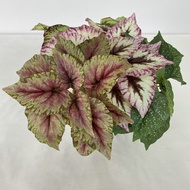 Small Small Single Sharp Begonia Green Plant Simulation Flower Potted Plant Festival Home Decoration