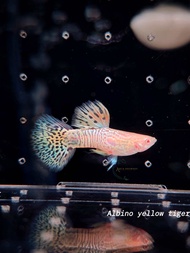 (MALE) Albino Yellow Tiger Guppy (Inc. DOA) Freshwater Fish