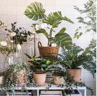 Artificial potted plant, in/outdoor Monstera