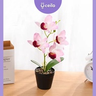CEILO Bunga Anggrek Dendrobium | Bunga Anggrek Hias Pot Plastik Real Touch Artificial | Bunga Anggre