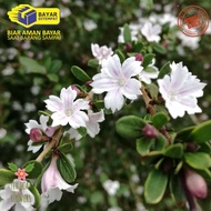 KUALITAS SUPER BUNGA SERIBU BINTANG TANAMAN HIDUP SERIBU BINTANG BAHAN BONSAI - BIBIT BONSAI SERIBU