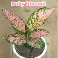 Tanaman hidup AGLONEMA RUBY DINAMIT / Pohon hidup ruby dinamit pink