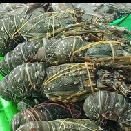 PROMO lobster murah air laut @1kg BERKUALITAS