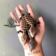 Panana Halmahera - Blue Tongue Skink - Kadal Lidah Biru bukan gecko iguana crocodile skink axanthic 