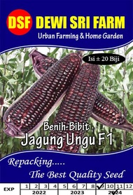 jagung ketan ungu - benih bibit unggul jagung ketan ungu