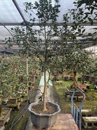 【盛宏茶花】茶花品種︱原棵大型庭園茶花樹︱2呎3盆︱海綿GA03(樹高2.5米)