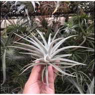 Tillandsia/Airplant Harrisii