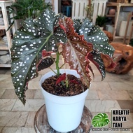 Tanaman hias begonia maculata mocca - Begonia mocca