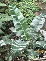 夏威夷雲彩蕉 (Musa Ae Ae) “ Florida “ Variegated Banana / Pisang Batik ( pokok / plant )