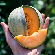 Sweet Melon Charentais Fragrant Juicy  Fruit 25 Seeds Small Space Easy Grow Honey Like Flavor
