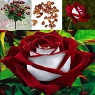 30 เมล็ด เมล็ดพันธุ์ กุหลาบ Dragon Rose Seed สี ขาว-แดง ดอกใหญ่ นำเข้าจากต่างประเทศ พร้อมคู่มือ เมล็