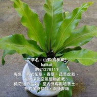 室內植物盆栽/天然空氣淨化器/山蘇(鳥巢蕨)盆栽