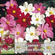 [Fast Grow] Rare Dwarf Cosmos Flower Seeds For Planting (20 Seeds) Mixed Color Galsang Cosmos Bonsai