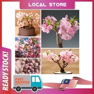 10 Biji Benih Pokok Bunga Hiasan Hidup Murah Beautiful Japanese Red Sakura Flower seeds Cherry Blossoms Tree Seedd