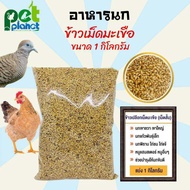 [1Kg.] อาหารนก ข้าวเม็ดมะเขือ ข้าวเปลือก อาหารไก่ อาหารหนูแฮมเตอร์ อาหารนกเขา อาหารนกพิราบ ข้าวเปลือกไก่ เม็ดสั้น