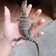 Salva atau biawak