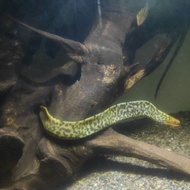 Tiger Moray Eel / Ikan Sidat Selendang / Lendang / Tiger Moray Eel (Sidat Slendang)