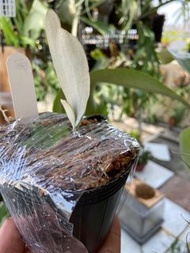 鹿角蕨銀鹿交爪哇-P. veitchii x willinckii-3吋盆療癒植物-文青植物、蕨類植物、雨林植物