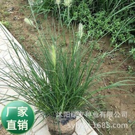Hot-selling Quick Shipping Wholesale Bunny Stail Grass Seeds Bunny Seeds Short-spike Fox Tail Grass 