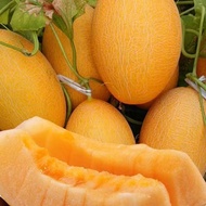 Cantaloupe Seeds Melon Seeds Daquan Cantaloupe Melon Watermelon Xinjiang Cantaloupe Melon Fruit Vege