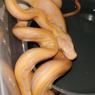 retic tiger albino lavender