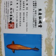 IKAN KOI JUMBO IMPORT KOI GOLDEN CORN TANIGUCHI 65 CM KOI IMPORT JUMBO