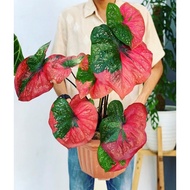 Keladi Cat Tumpah Daun Bulat/Caladium Red Beret/钟无艳彩芋叶