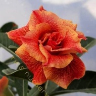 Bibit Adenium Bunga Tumpuk ID ORANJE Kamboja Jepang