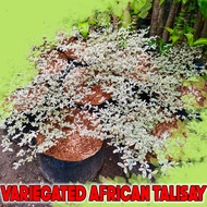 Variegated African Talisay  (BIG).10 – 20 metres tall (Umbrella Tree) Plants for Sale Real Plants Indoors or outdoors Plants GREEN PLANTS