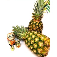 Rompine Pineapple MD2 (1pc) CERTAIN KLANG VALLEY AREA ONLY Fresh Pineapple Nenas 菠萝 Fresh Fruit