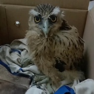 burung hantu buffy fish owl anakan