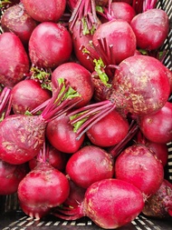 [1KG]BEETROOT(UBI BIT) segar dari Cameron Highlands