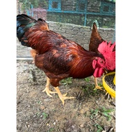 Telur berbenih Rhode Island Red Baka Tulen