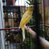 Burung Kenari SF Lokal SFL Scoot Fancy Import Dewasa Siap Kawin