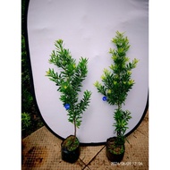 黄金钻罗汉松 Gold Diamond Podocarpus Plant