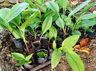 Black Turmeric Live Plant comes with a poly bag