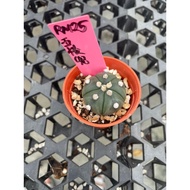 Augustfame - Astrophytum Asteria 5 Rib 五棱星兜 cactus succulent