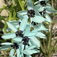 SG3474-⚜️Tiffany藍/綠松石小鳶尾準開花大球🔥精品植物小盆栽禮物🔥