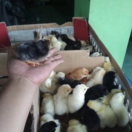 👍 Ecer Eceran DOC Joper Bibit Anak Ayam Kampung Super Anakan Bandung