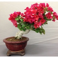 tanaman hias bougenville bunga merah pohon bugenvil bunga merah/BOUGENVILLE IMPORT/BOUGENVILLE BUNGA