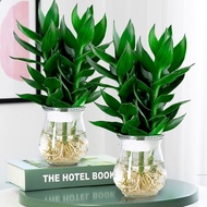 Guanyin Bamboo Lucky Bamboo Hydroponic Plant with Roots Flower Green Plant Pothos Indoor Potted Plan