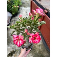 Bunga kemboja |Adenium pokok hidup | ( 3-5 inches head 头 )富贵花 outdoor plant