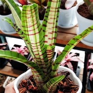Bromeliad Palmares Live Plant