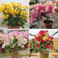 [FAST GROW] 100pcs Colorful Bougainvillea Flower Seeds Bougainvillea Pants Mixed Multi-Color Permanent Home Garden Decor Bonsai Flower Plant Seeds for Planting Real Plant Air Plant Live Plant for Sale Gardening Seeds Easy To Planting In Philippines