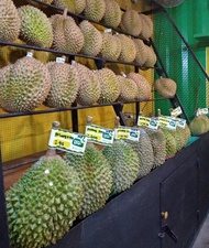 Terbaru Durian Musang King Fresh Utuh - Musangking Malaysia Ready ya