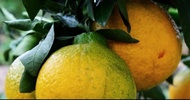 bibit pohon jeruk dekopon berbuah
